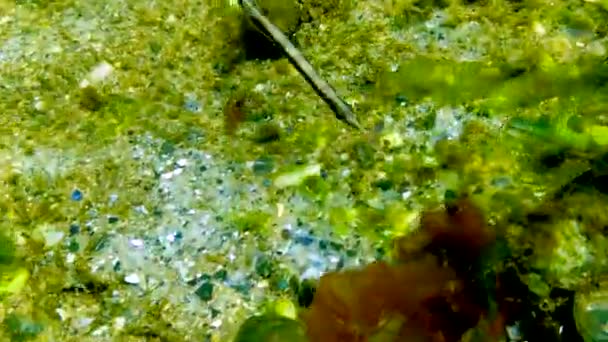 Mustanmeren Kalat Mustaraitaiset Putkikalat Syngnathus Abaster Merilevien Sakeuksissa — kuvapankkivideo