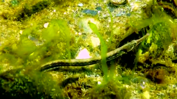 黒海の魚 海草の厚さの黒縞のナマズ シノグナトゥス — ストック動画