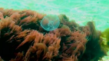 Ay denizanası, ay denizanası (Aurelia aurita) (yaygın denizanası, fincan tabağı denizanası), su kolunda yüzen bir denizanası, Karadeniz