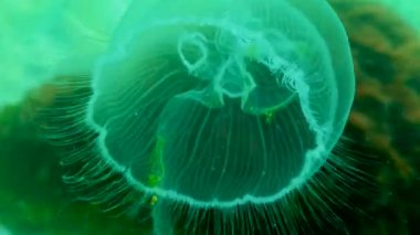 Ay denizanası, ay denizanası (Aurelia aurita) (yaygın denizanası, fincan tabağı denizanası), su kolunda yüzen bir denizanası, Karadeniz
