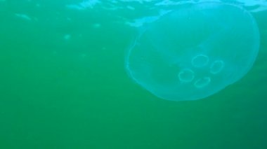 Ay denizanası, ay denizanası (Aurelia aurita) (yaygın denizanası, fincan tabağı denizanası), su kolunda yüzen bir denizanası, Karadeniz