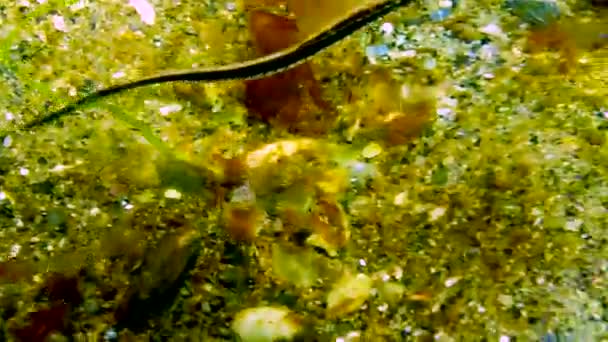 Peixes Mar Negro Peixes Tubulação Listrados Pretos Syngnathus Abaster Nas — Vídeo de Stock