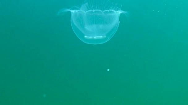 Mondgelee Mondqualle Aurelia Aurita Eine Qualle Die Der Wassersäule Schwimmt — Stockvideo