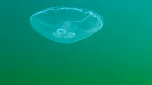 Moon Jelly Moon Jellyfish Aurelia Aurita Common Jellyfish Saucer Jelly — Stock Video