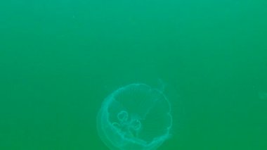 Ay denizanası, ay denizanası (Aurelia aurita) (yaygın denizanası, fincan tabağı denizanası), su kolunda yüzen bir denizanası, Karadeniz