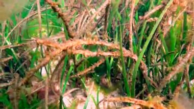 On omurgalı stickletius (Pungitius pungitius), Karadeniz 'de deniz yosunları arasında yüzer.