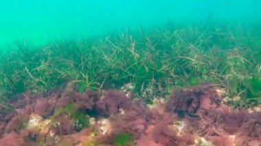 On omurgalı stickletius (Pungitius pungitius), Karadeniz 'de deniz yosunları arasında yüzer.