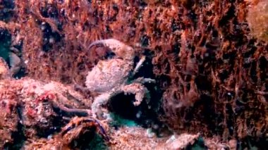 Orta boy, Jaguar yuvarlak yengeci (Xantho poressa). Karadeniz