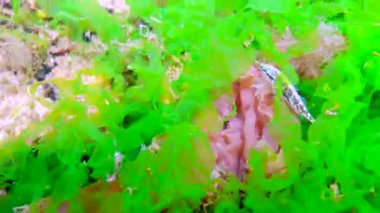 On omurgalı stickletius (Pungitius pungitius), Karadeniz 'de deniz yosunları arasında yüzer.
