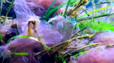 On omurgalı stickletius (Pungitius pungitius), Karadeniz 'de deniz yosunları arasında yüzer.
