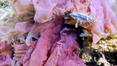 On omurgalı stickletius (Pungitius pungitius), Karadeniz 'de deniz yosunları arasında yüzer.