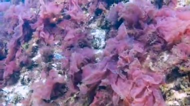 On omurgalı stickletius (Pungitius pungitius), Karadeniz 'de deniz yosunları arasında yüzer.