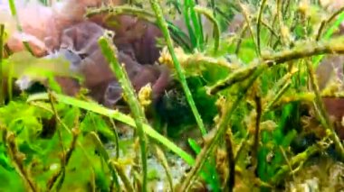 On omurgalı stickletius (Pungitius pungitius), Karadeniz 'de deniz yosunları arasında yüzer.