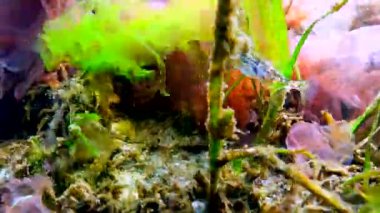 On omurgalı stickletius (Pungitius pungitius), Karadeniz 'de deniz yosunları arasında yüzer.