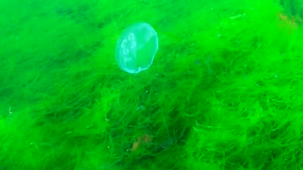 ムーンゼリー ムーンクラゲ アウレリア アウリタ 一般的なクラゲ ソーサーゼリー 水面に浮かぶクラゲ — ストック動画