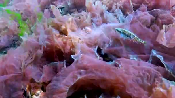 忍冬松木 Pungitius Pungitius 在黑海海藻中游泳的十条纺锤松木 — 图库视频影像