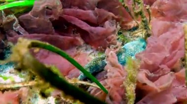 Karadeniz 'de deniz yosunlarının arasında yaşayan ratan goby (Ponticola (Neogobius) ratan)