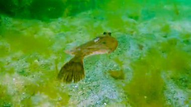 Karadeniz, Avrupa pisi balığı (Platichthys flesus luscus) su kolunda yüzer