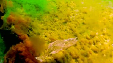 Karadeniz, Avrupa pisi balığı (Platichthys flesus luscus) su kolunda yüzer