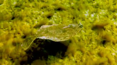 Karadeniz, Avrupa pisi balığı (Platichthys flesus luscus) su kolunda yüzer