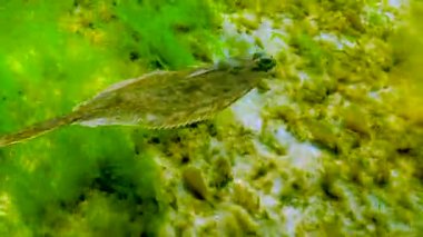 Karadeniz, Avrupa pisi balığı (Platichthys flesus luscus) su kolunda yüzer