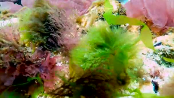 Alghe Del Mar Nero Alghe Rosse Verdi Porphira Leucosticta Enteromorpha — Video Stock