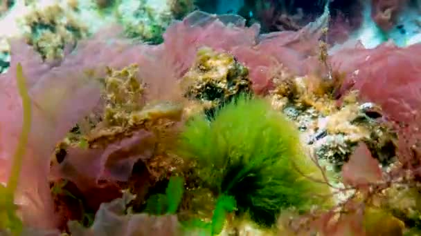 黑海岩石上的红藻和绿藻 Porphira Leucosticta Enteromorpha Ulva Ceramium Polisiphonia Cladophora — 图库视频影像
