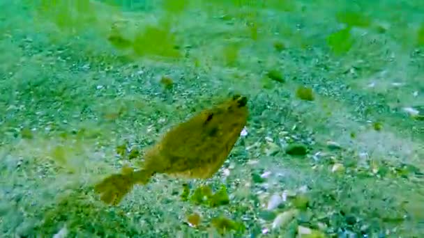 Schwarzes Meer Europäische Flunder Platichthys Flesus Luscus Schwimmt Der Wassersäule — Stockvideo