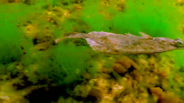 Zwarte Zee Europese Bot Platichthys Flesus Luscus Drijft Waterkolom — Stockvideo