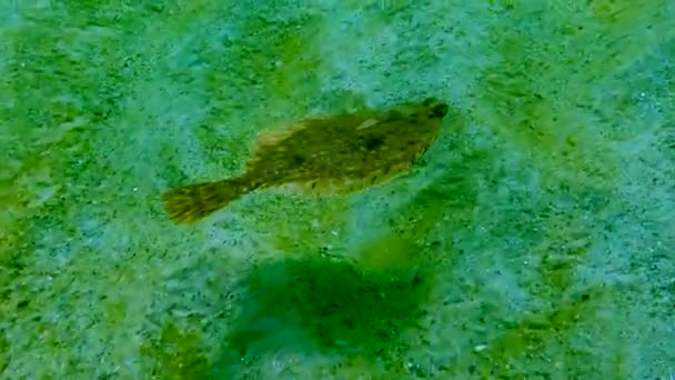 Mar Negro Linguado Europeu Platichthys Flesus Luscus Flutua Coluna Água — Vídeo de Stock