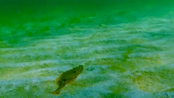 Zwarte Zee Europese Bot Platichthys Flesus Luscus Drijft Waterkolom — Stockvideo