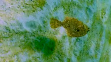 Karadeniz, Avrupa pisi balığı (Platichthys flesus luscus) su kolunda yüzer