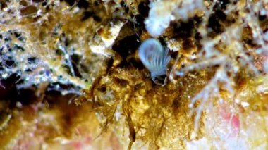 Kabuklu deniz hayvanı dengesi. Deniz yosunları arasında plankton yakalıyor.