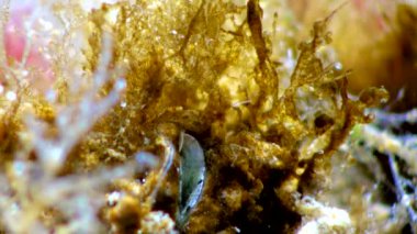 Kabuklu deniz hayvanı dengesi. Deniz yosunları arasında plankton yakalıyor.