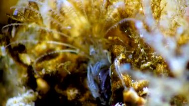 Kabuklu deniz hayvanı dengesi. Deniz yosunları arasında plankton yakalıyor.