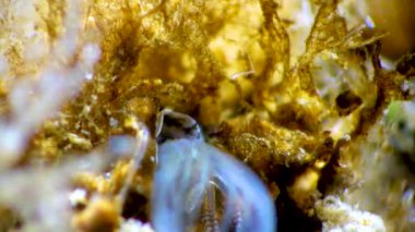 Kabuklu deniz hayvanı dengesi. Deniz yosunları arasında plankton yakalıyor.