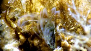 Kabuklu deniz hayvanı dengesi. Deniz yosunları arasında plankton yakalıyor.