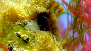 Kabuklu deniz hayvanı dengesi. Deniz yosunları arasında plankton yakalıyor.