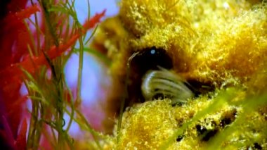Kabuklu deniz hayvanı dengesi. Deniz yosunları arasında plankton yakalıyor.