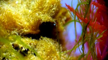 Kabuklu deniz hayvanı dengesi. Deniz yosunları arasında plankton yakalıyor.