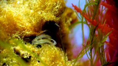 Kabuklu deniz hayvanı dengesi. Deniz yosunları arasında plankton yakalıyor.