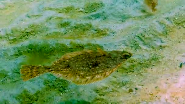 Zwarte Zee Europese Bot Platichthys Flesus Luscus Drijft Waterkolom — Stockvideo