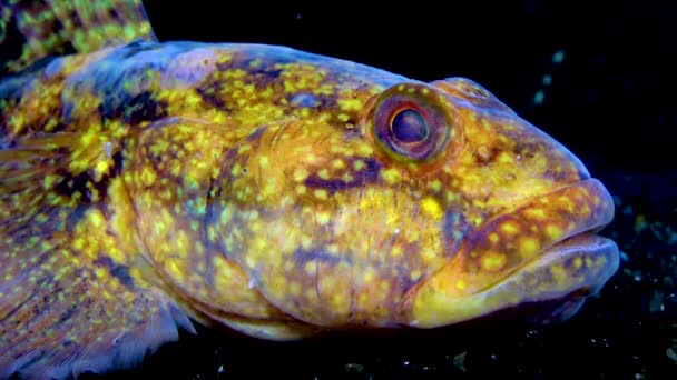 Ratan Goby Ponticola Neogobius Ratan Uma Espécie Cabra Nativa Das — Vídeo de Stock