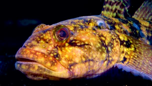 Ponticola Neogobius Ratan 강어귀와 해양에서 서식하는 고비족의 일종이다 — 비디오