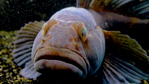 Ратанский Козел Ponticola Neogobius Ratan Вид Козла Обитающий Морских Водах — стоковое видео