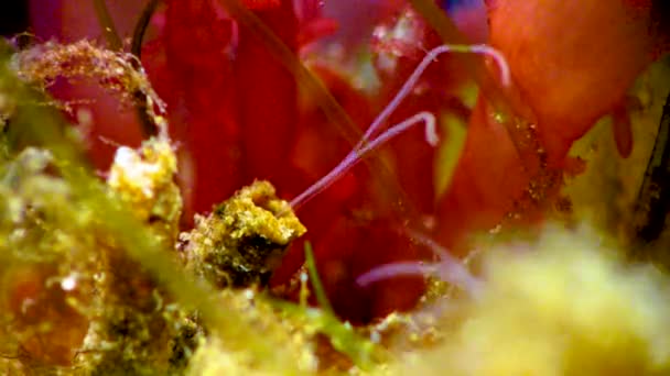 Pequeno Polychaete Tubo Com Tentáculos Reúne Comida Volta Mesmo — Vídeo de Stock