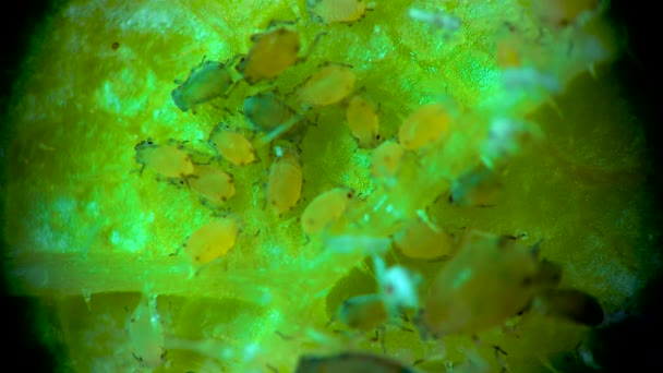 진딧물 현미경으로 수있는 진딧물 진딧물 프테라 식물에 끼치는 해충이다 — 비디오