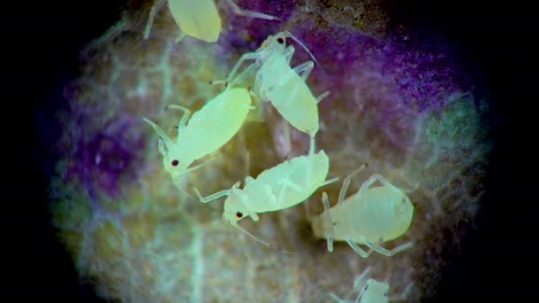 Pulgón Bajo Microscopio Superfamilia Del Pulgón Aphidoidea Hemiptera Sobre Hoja — Vídeo de stock