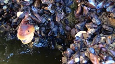 Karadeniz midyesi Mytilus sp. Kışın gelgitte kışın kışın kışın kışın kırağı, Karadeniz ve haliçle kaplıdır.