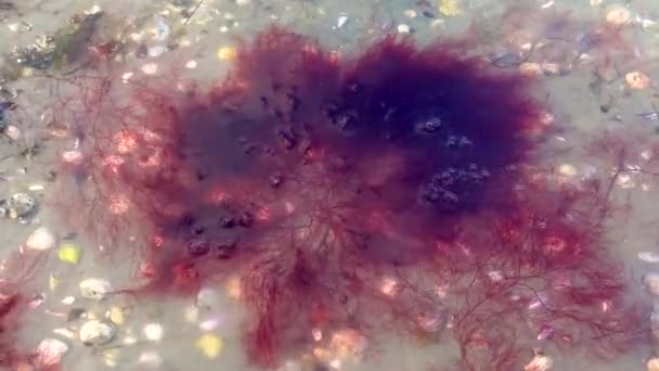 Algues Rouges Polisiphonia Large Côte Sous Glace Mince Les Émissions — Video